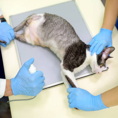 Veterinary clinics and hospitals 