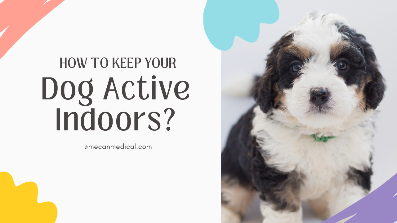 개를 실내에서 활동적으로 유지하는 방법은 무엇입니까?