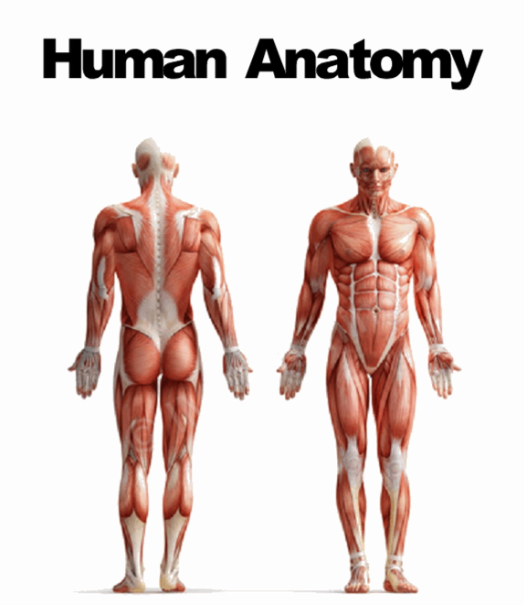 Human Anatomy