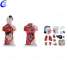 Professional Medical Manikin Male Torsoand Female Torso manufacturers