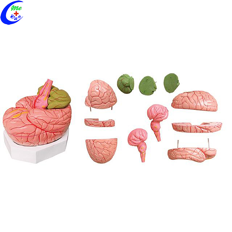 Wholesale Human Plastic Brain 3D Model with good price - MeCan Medical