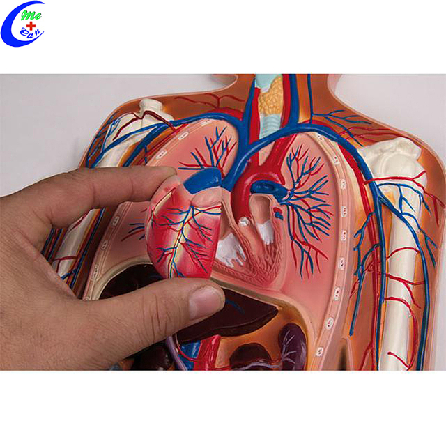 Best Quality Medical Human Anatomical Model Blood Circulation Model Factory