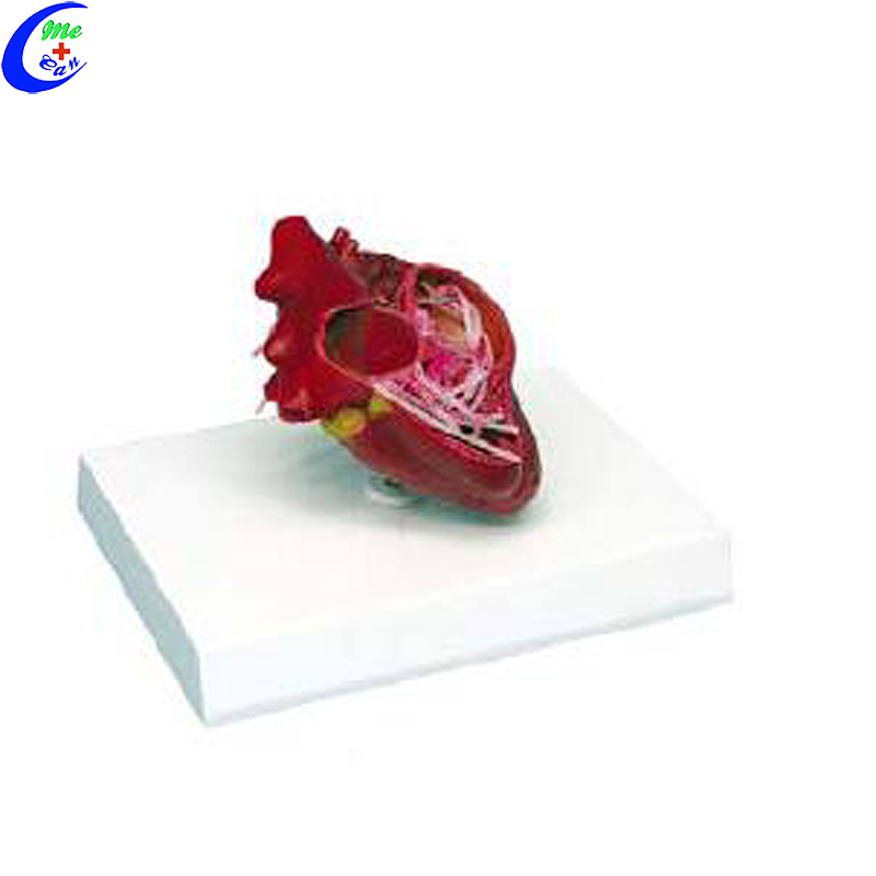 High Quality Animal Anatomy Models Dog Main Body Parts Wholesale - Guangzhou MeCan Medical Limited