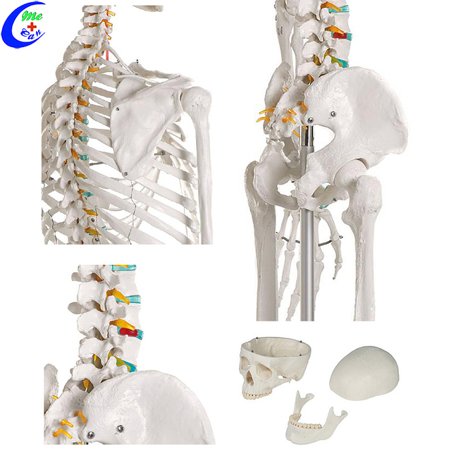 Wholesale Human Torso Skeleton Anatomy Model with good price - MeCan Medical