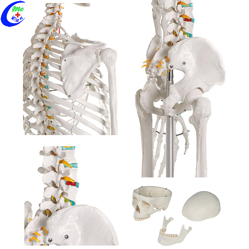 Анатомичен модел на скелет на човешки торс на едро на добра цена - MeCan Medical
