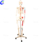 Кәсіби 180 см жасанды адам денесінің анатомиясы скелет үлгісін өндірушілер