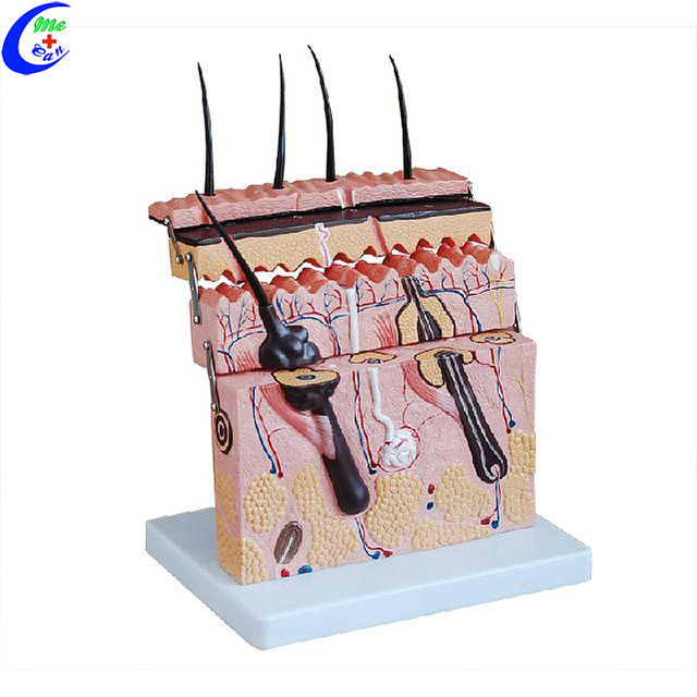China Human Skin Anatomy Model mpanamboatra - MeCan Medical
