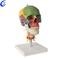 Wholesale Medical Human Anatomy Colored Skull Model with good price - MeCan Medical