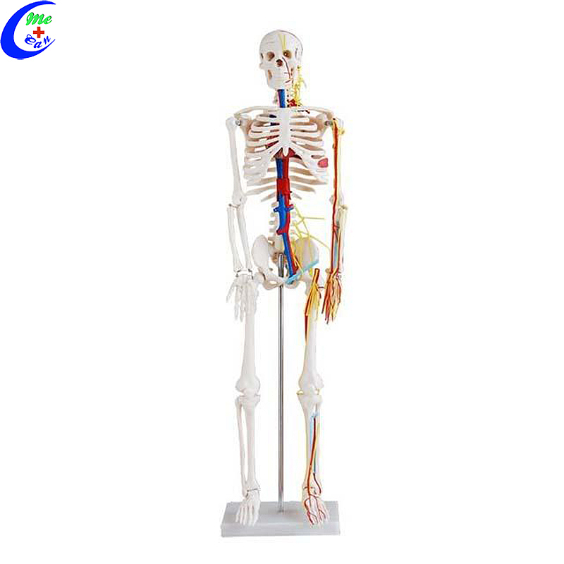 Miglior prezzo di fabbrica del modello di scheletro anatomico umano medico  - MeCan Medical dal produttore cinese - Mecanmedical.Tecnologia