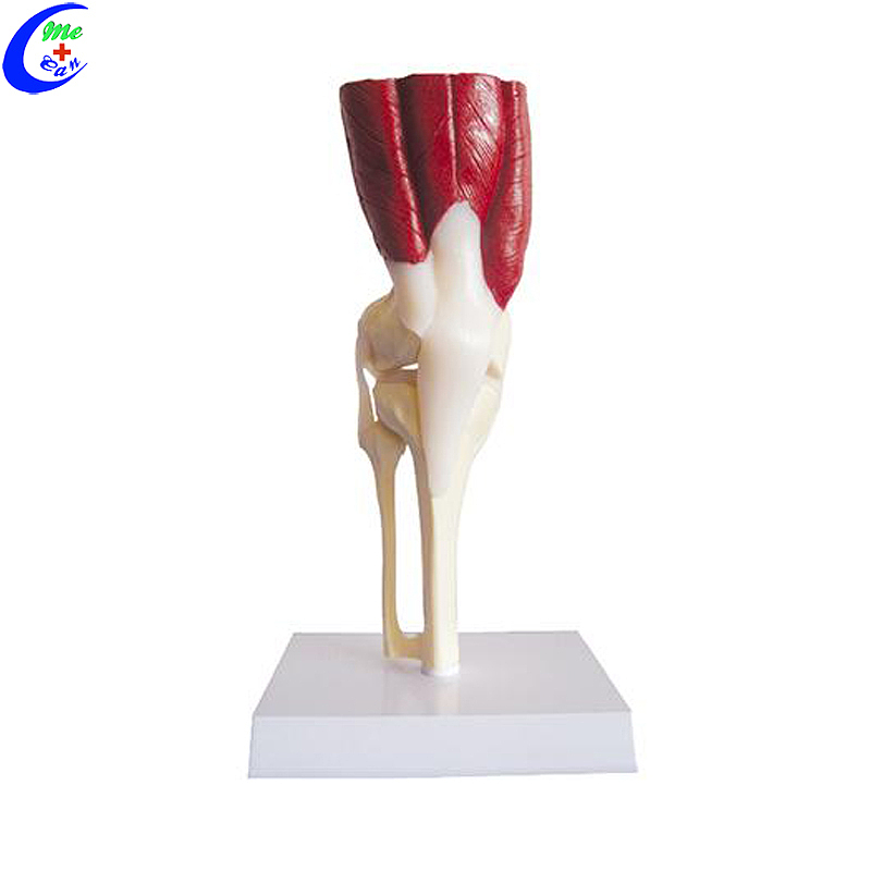 Professional Shoulder Anatomy Models with Muscles and Ligaments for Students manufacturers