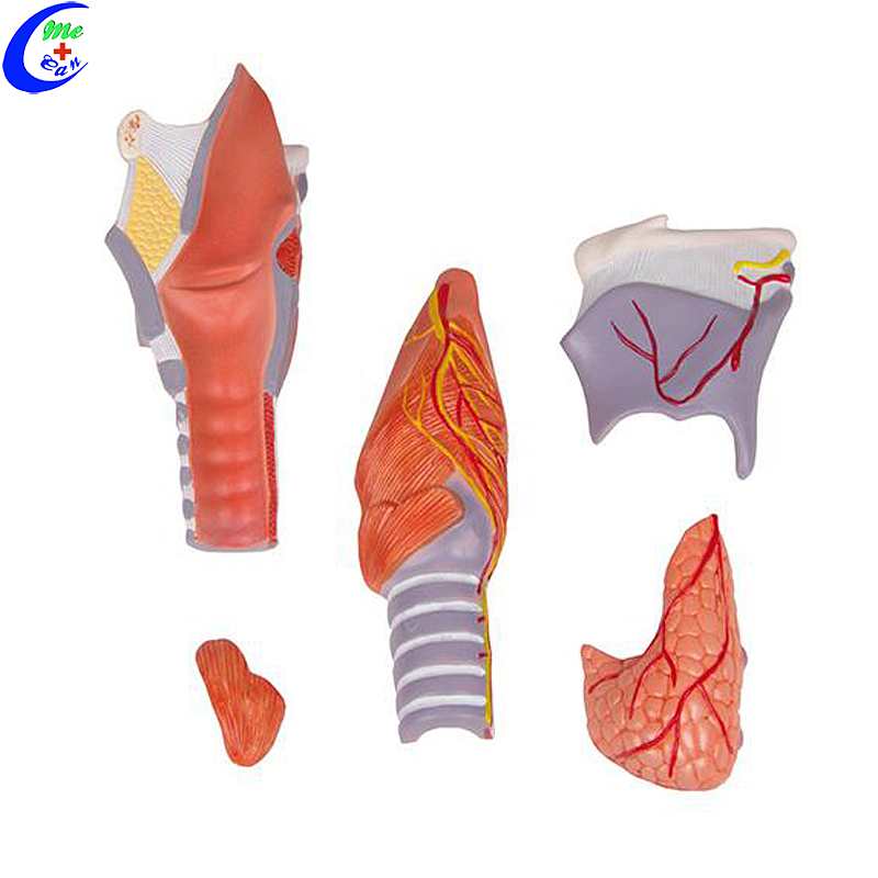 China Medical Anatomical Teaching Aids Larynx Model manufacturers - MeCan Medical