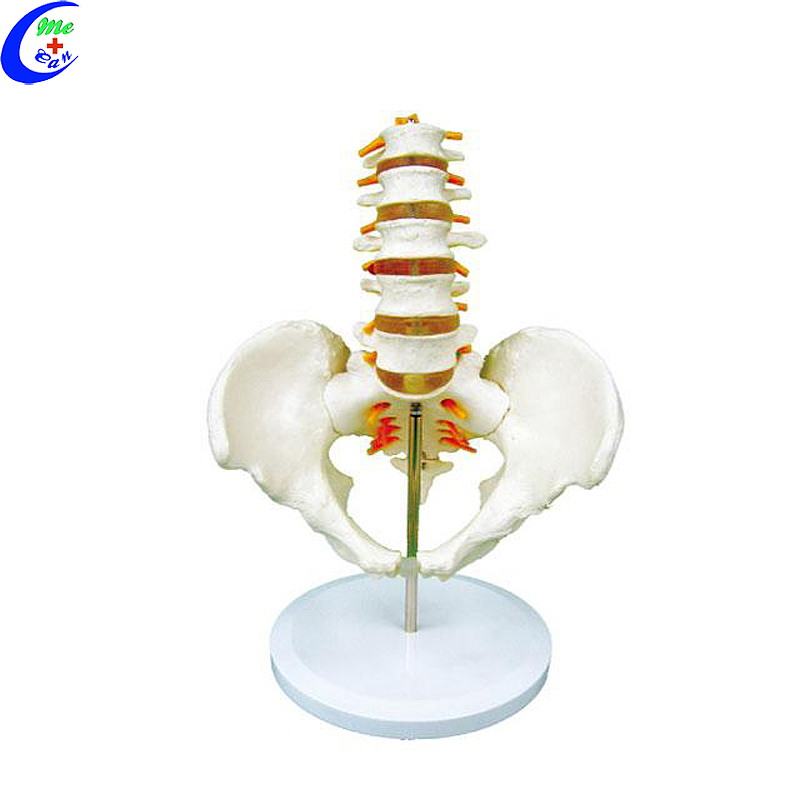 Best Spine Anatomical Model Colored Flexible Vertebral Column Model Factory Price - MeCan Medical