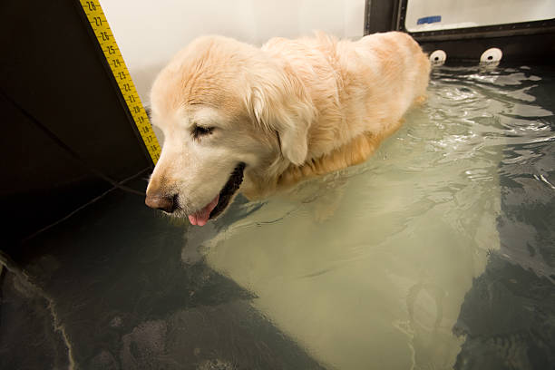 Physical Therapy for Dogs: Advantages of Underwater Treadmill Rehabilitation