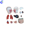Professional Medical Manikin Male Torsoand Female Torso manufacturers
