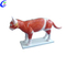 Висококачествен реалистичен анатомичен модел на котешко животно на едро - Guangzhou MeCan Medical Limited