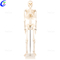 Кесиптик 180см Жасалма Адам Денеси Анатомиясы Скелет моделин өндүрүүчүлөр