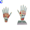 Augstas kvalitātes plastmasas roku anatomisko modeļu vairumtirdzniecība — Guangzhou MeCan Medical Limited