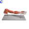 Hege kwaliteit medyske spier anatomyske modellen foar teaching Wholesale - Guangzhou MeCan Medical Limited