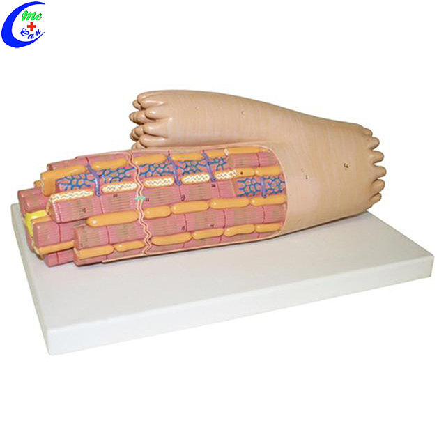 Wholesale Muscle Anatomical Models for Medical Students with good price - MeCan Medical