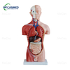 Professional Medical Manikin Male Torsoand Female Torso manufacturers