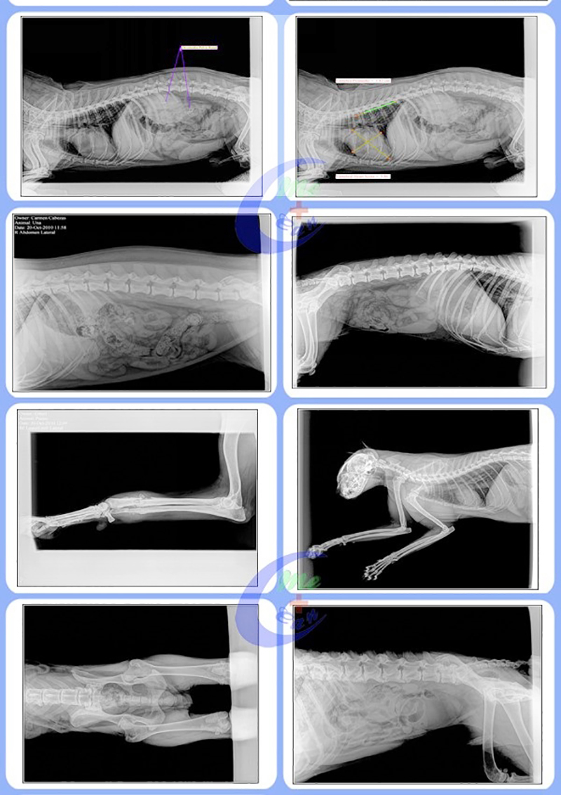 Test images for vet digital x ray machine