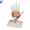 Nlereanya Plastic Hand Anatomical Model dị elu - Guangzhou MeCan Medical Limited