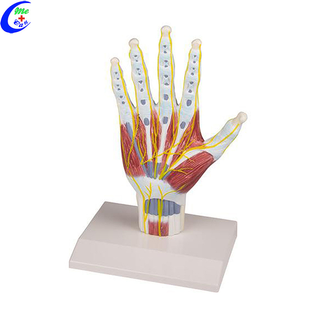 High Quality Plastic Hand Anatomical Model Wholesale - Guangzhou MeCan Medical Limited