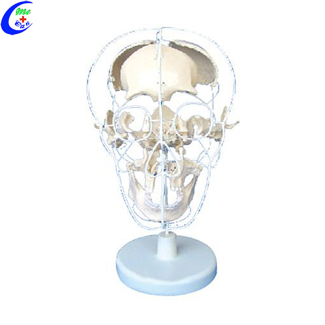 ขายส่งโมเดลกายวิภาคกะโหลกศีรษะมนุษย์คุณภาพสูง - Guangzhou MeCan Medical Limited