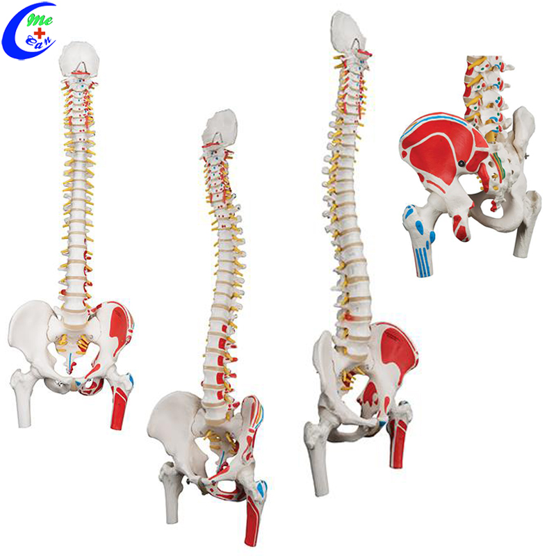 samhail anatamaíocha spine.jpg
