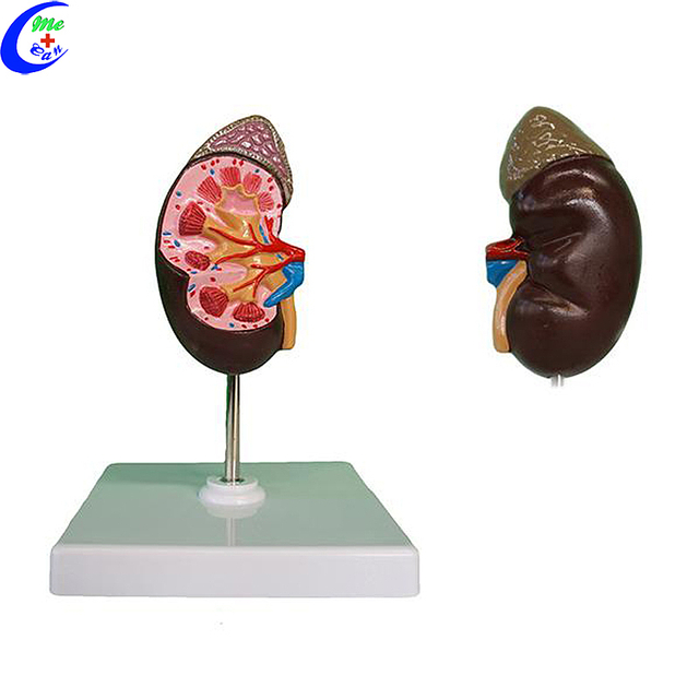 China Human Anatomy Kidney Models manufacturers - MeCan Medical