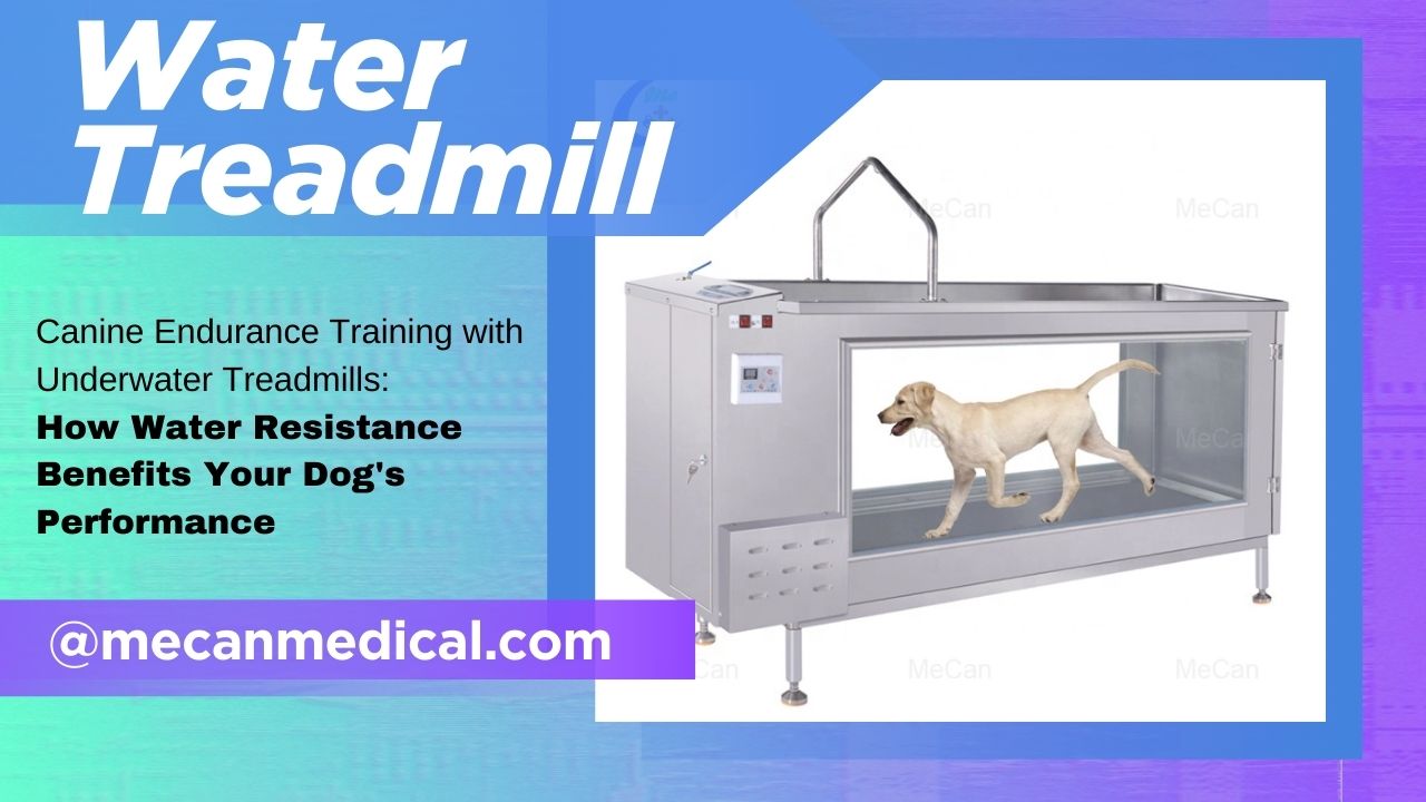 Canine Endurance Training with Underwater Treadmills: How Water Resistance Benefits Your Dog's Performance