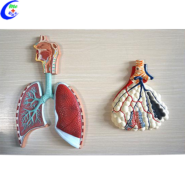 ผู้ผลิตโมเดลระบบทางเดินหายใจของมนุษย์และ Alveolus ของจีน - MeCan Medical