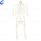Profesjonele 180cm Artificial Human Body Anatomy Skeleton Model fabrikanten