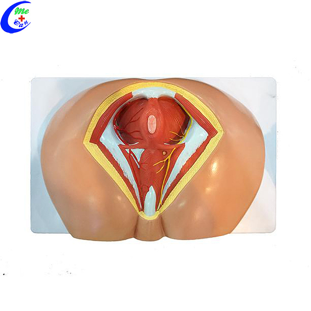 Professional Medical Education Anatomy Models Female Perineum Model manufacturers