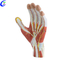 Modèle anatomique de main en plastique de haute qualité en gros - Guangzhou MeCan Medical Limited