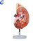 China Human Anatomi Kidney Models olupese - MeCan Medical
