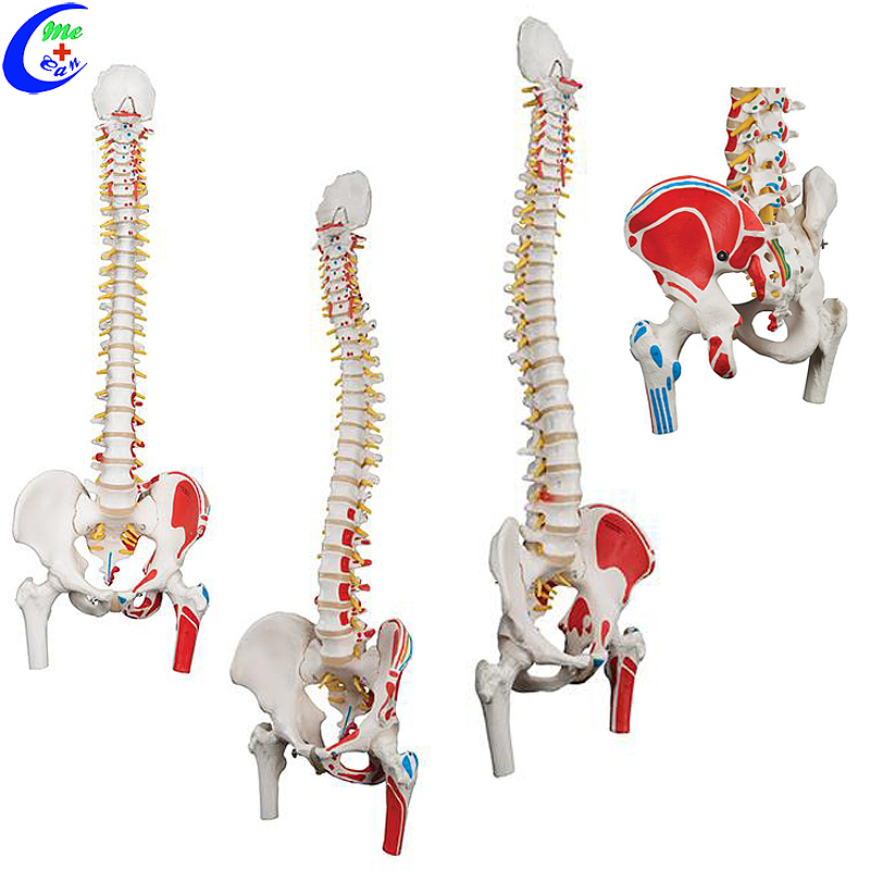 Best Spine Anatomical Model Colored Flexible Vertebral Column Model Factory Price - MeCan Medical