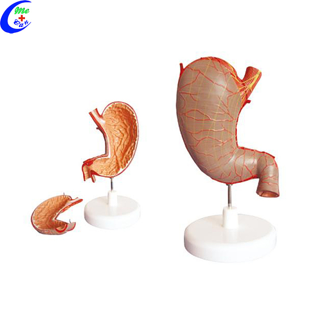 Ambongadiny modely Anatomy ara-pitsaboana ambony indrindra - Guangzhou MeCan Medical Limited