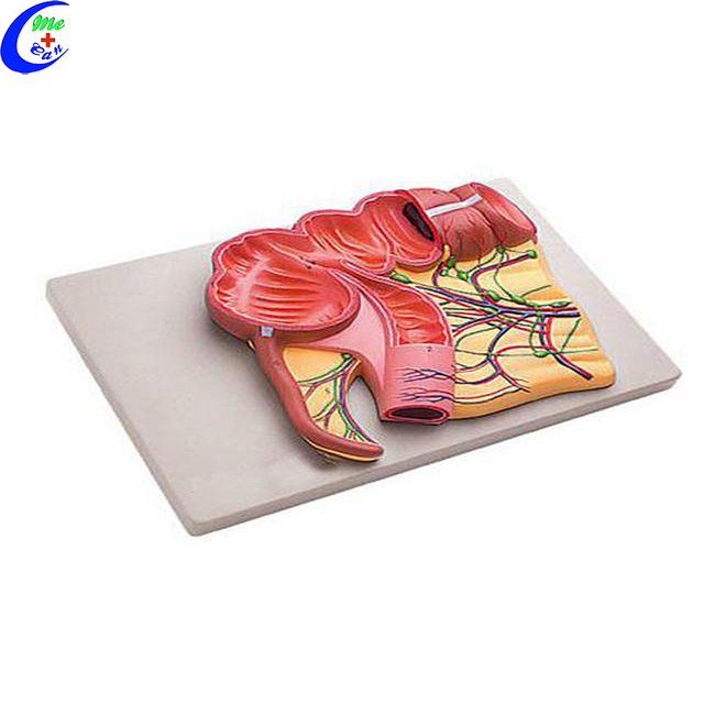 China Human Digestive System Anatomy Model manufacturers - MeCan Medical