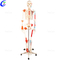 Professionella 180 cm konstgjorda människokroppens anatomiska skelettmodelltillverkare