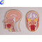China medical anatomical model Educational Model Human Head Sculpture manufacturers - MeCan Medical