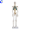 Beste Mediese Menslike Anatomiese Skelet Model Fabrieksprys - MeCan Medies