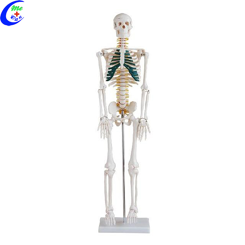 Best Medical Human Anatomical Skeleton Model Factory Price - MeCan Medical