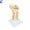 Yüksək Keyfiyyətli İnsan Anatomiyası Onurğası 3D Model Topdan Satış - Guangzhou MeCan Medical Limited