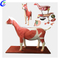 Kvaliteetse lehma simulatsiooni anatoomilise mudeli hulgimüük – Guangzhou MeCan Medical Limited