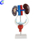 Best Quality Medical Urinary System Educational Model Factory