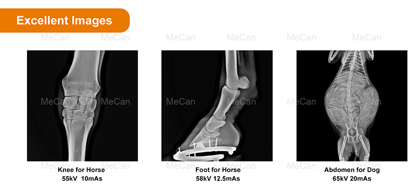 Excellent Images of Wired Flat Panel Detector for Animal