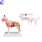 Modelo de anatomía animal de gato realista de alta calidad al por mayor - Guangzhou MeCan Medical Limited