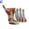 Venda a l'engròs de models anatòmics de mà de plàstic d'alta qualitat - Guangzhou MeCan Medical Limited