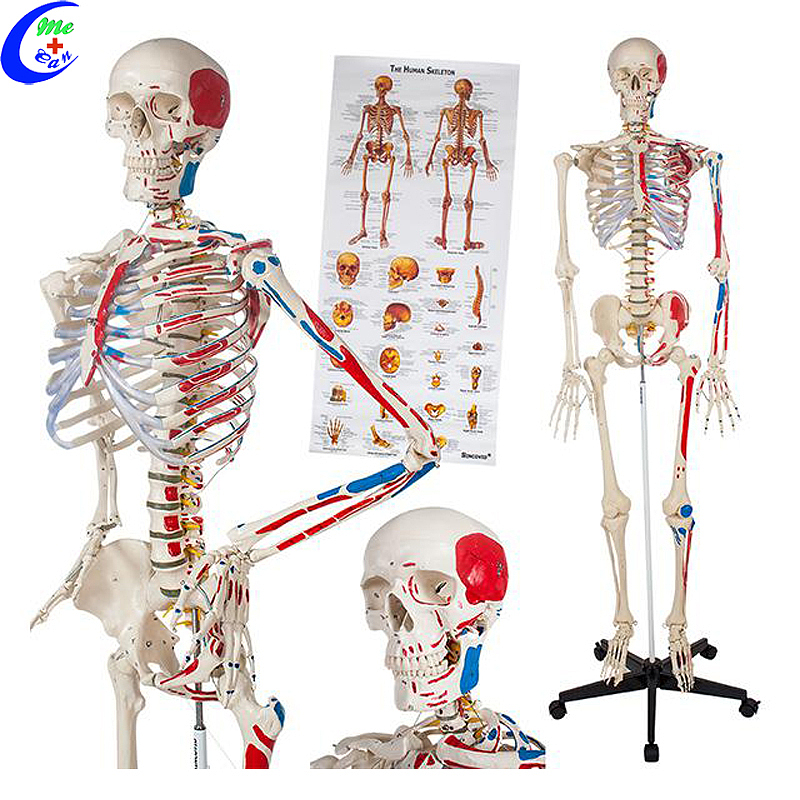 Best Medical Human Anatomical Skeleton Model Factory Price - MeCan Medical